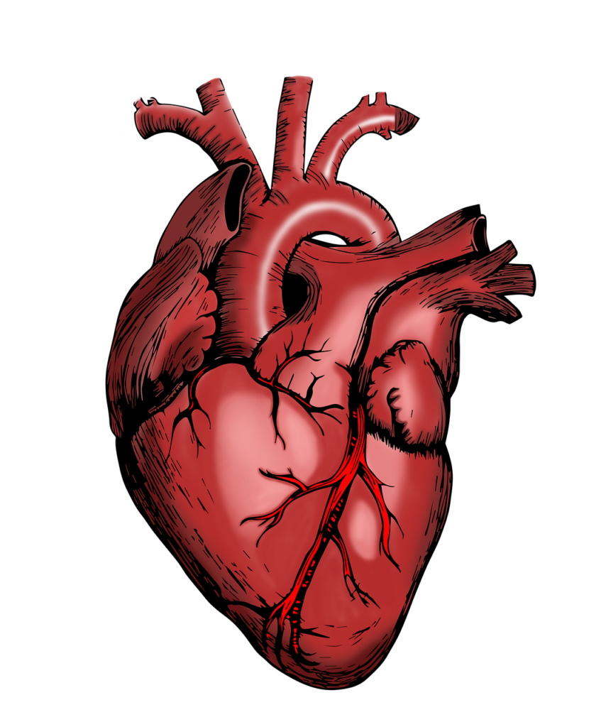 heart, nurse, health-5079717.jpg